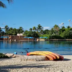 Dolphin Cay - Paradise Island