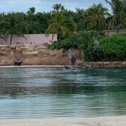 Dolphin Cay - Paradise Island