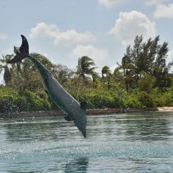 Dolphin Cay - Paradise Island