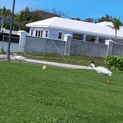 Ocean Club Golf Course - Paradise Island