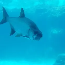 Paradise Lagoon - Paradise Island