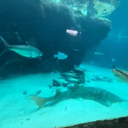 The Dig - Paradise Island