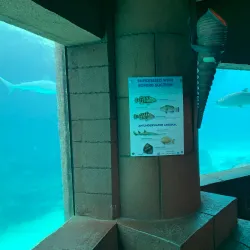 The Dig - Paradise Island