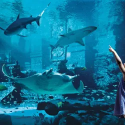 The Dig - Paradise Island