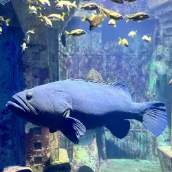 The Dig - Paradise Island