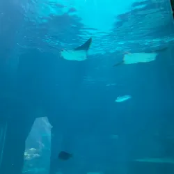 The Dig - Paradise Island