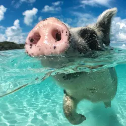 Boat Tours and Excursions - Pirates Well