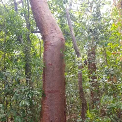 Island Nature Trails - Pirates Well