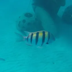 Coral Reef Snorkeling Spot - Snug Corner