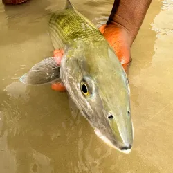 Local Fishing Spots - Sweeting Cay