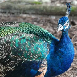 Rand Nature Centre - Sweeting Cay