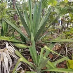 Rand Nature Centre - Sweeting Cay