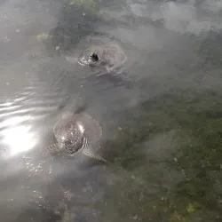 Sweeting Cay Beach - Sweeting Cay