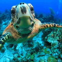 Diving and Snorkeling Sites - West End