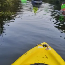 Mangrove Forests near Al Budayyi - Al Budayyi