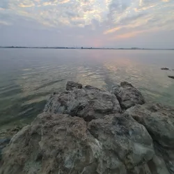 Mangrove Forests near Al Budayyi - Al Budayyi