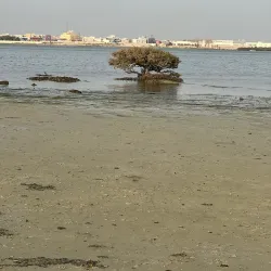 Mangrove Forests near Al Budayyi - Al Budayyi