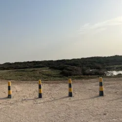 Mangrove Forests near Al Budayyi - Al Budayyi