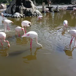 Al Areen Wildlife Park & Reserve - Amwaj