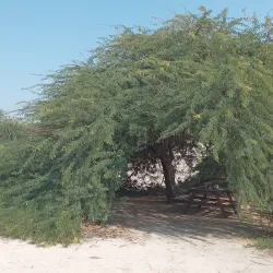 Barbar Burial Mounds - Barbar