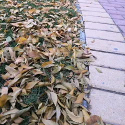 Al-Jazayer Park - Isa Town