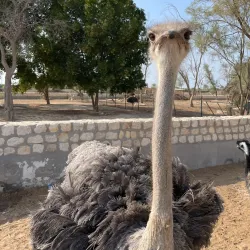 Al Areen Wildlife Park & Reserve - Jidd Hafs