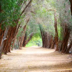 Mangrove Areas near Karzakan - Karzakan