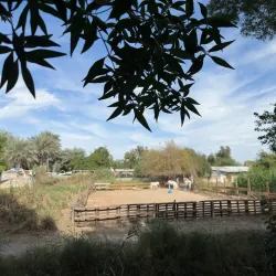 Mangrove Areas near Karzakan - Karzakan