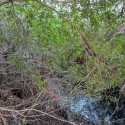 Mangrove Areas near Karzakan - Karzakan