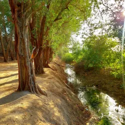 Mangrove Areas near Karzakan - Karzakan