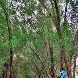 Mangrove Areas near Karzakan - Karzakan