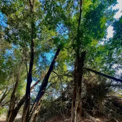 Mangrove Areas near Karzakan - Karzakan