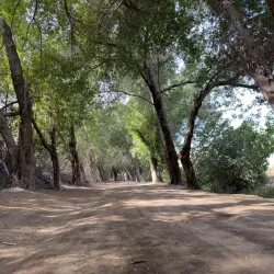 Mangrove Areas near Karzakan - Karzakan