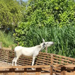 Mangrove Areas near Karzakan - Karzakan