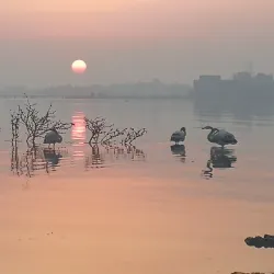 Mangrove Areas near Sitrah - Sitrah