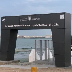 Mangrove Areas near Sitrah - Sitrah