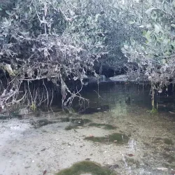 Mangrove Areas near Sitrah - Sitrah
