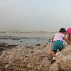 Mangrove Areas near Sitrah - Sitrah