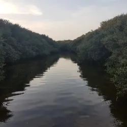 Mangrove Areas near Sitrah - Sitrah