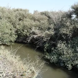 Mangrove Areas near Sitrah - Sitrah