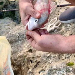 Sitrah Fishing Port - Sitrah