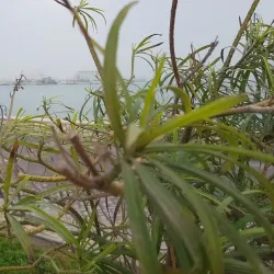 Sitrah Waterfront Promenade - Sitrah