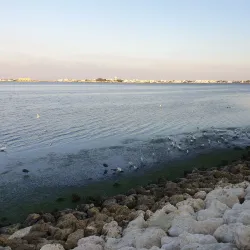 Tubli Bay Mangrove Reserve - Tubli