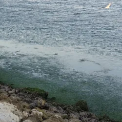 Tubli Bay Mangrove Reserve - Tubli