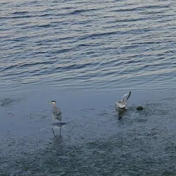 Tubli Bay Mangrove Reserve - Tubli