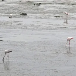 Tubli Bay Mangrove Reserve - Tubli