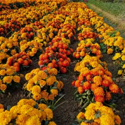 Karatoa River - Bogra