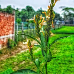 Kachua Upazila - Chandpur