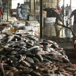 Local Markets of Chandpur - Chandpur