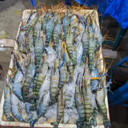 Local Markets of Chandpur - Chandpur